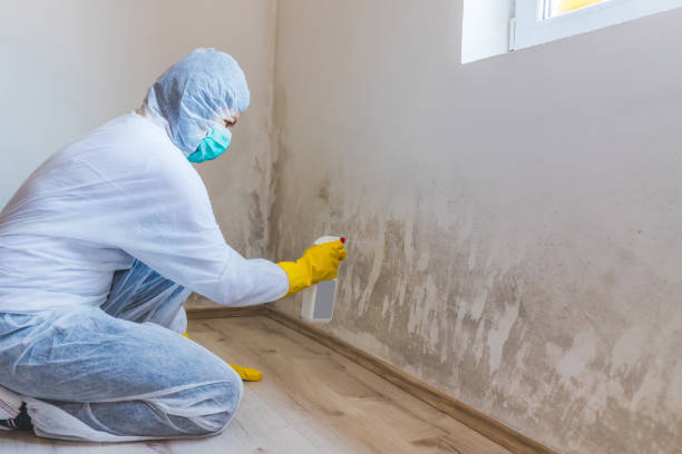 Mold inspector in University Place performing thermal imaging