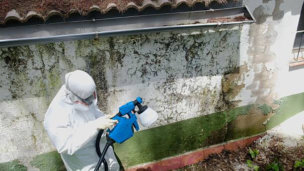 Mold Removal service in University Place